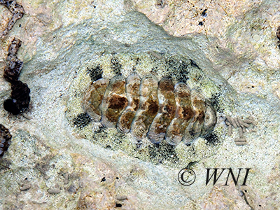 West Indian Fuzzy Chiton (Acanthopleura granulata)